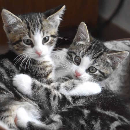 Katzen zwei Kitten schmusen miteinander