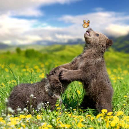 Zwei Bären Babies spielen auf der Wiese mit Schmetterling