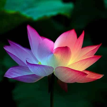 Solarplexus Chakra heilen Lotusblume